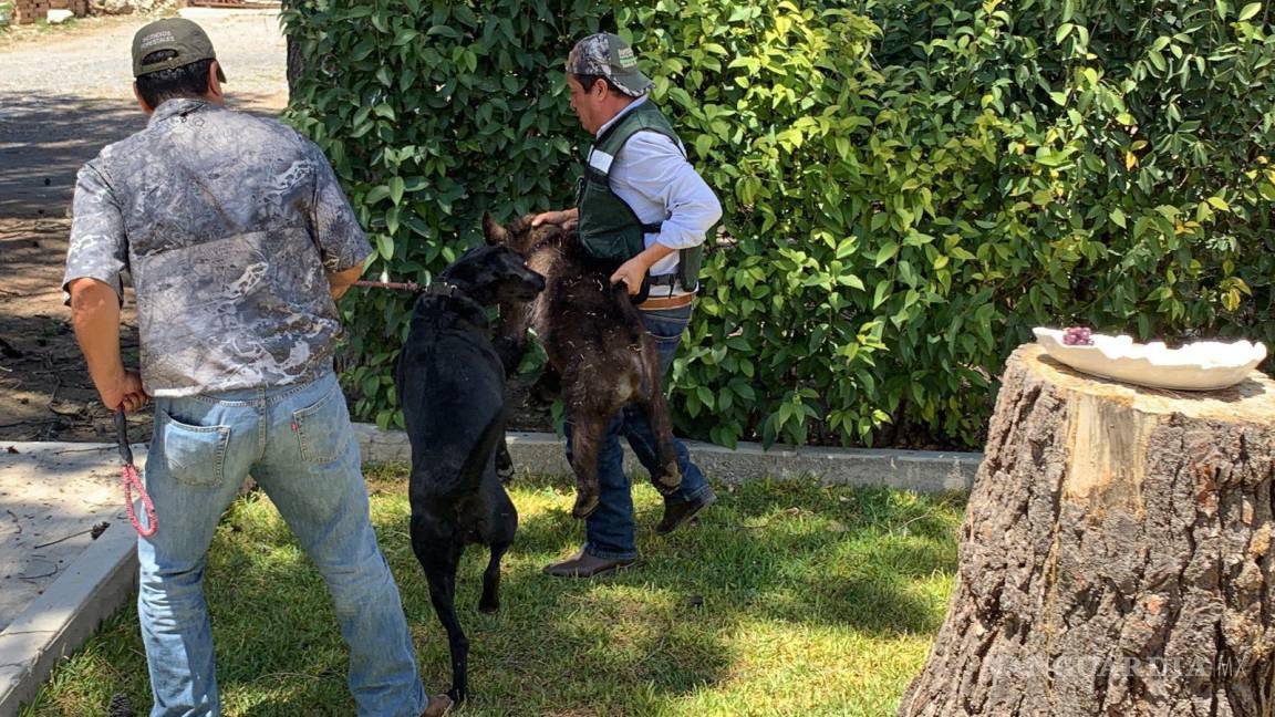 $!El animal fue dormido con dardos, por lo que cayó del árbol.