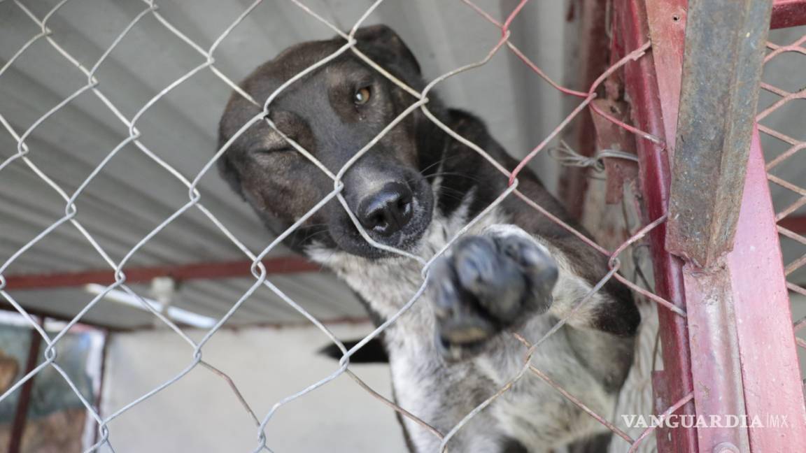 Crece rechazo para adoptar mascotas en Coahuila, tras la pandemia