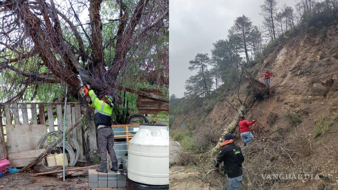 Tras intensas lluvias registradas en Arteaga, retiran árboles caídos de las calles y carreteras