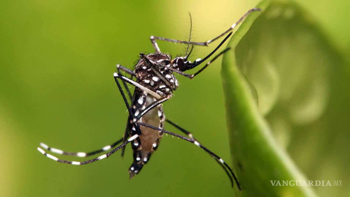 Ssa confirma primer caso de microcefalia por zika en México