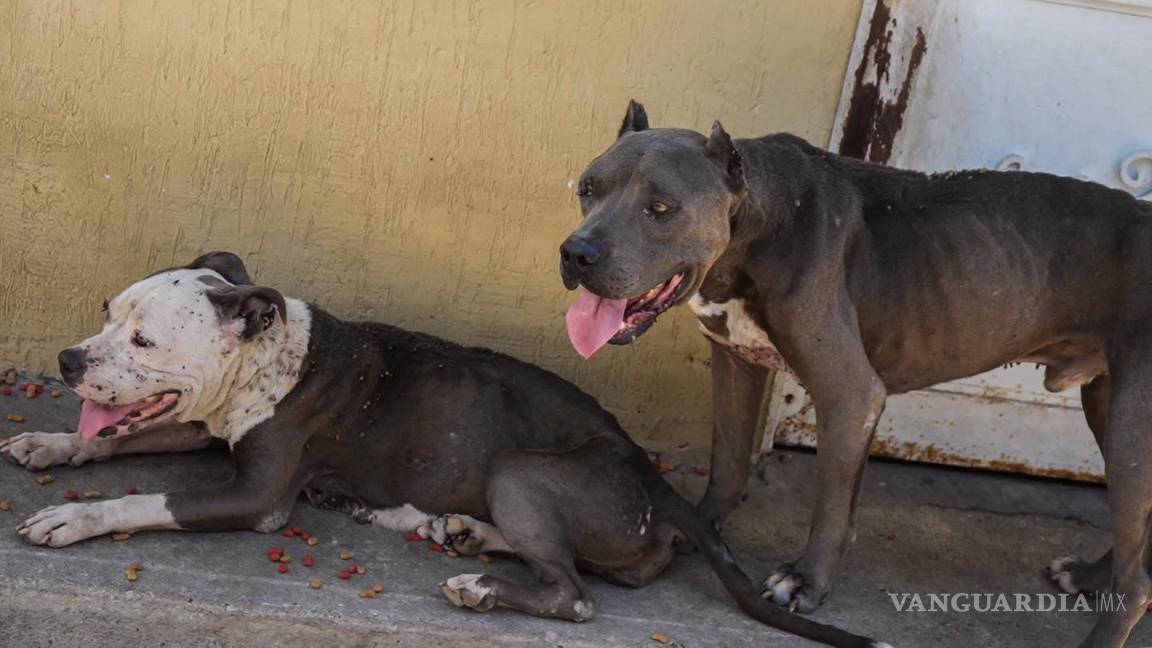 $!Los cuatro perros rescatados presentaban alto grado de desnutrición.