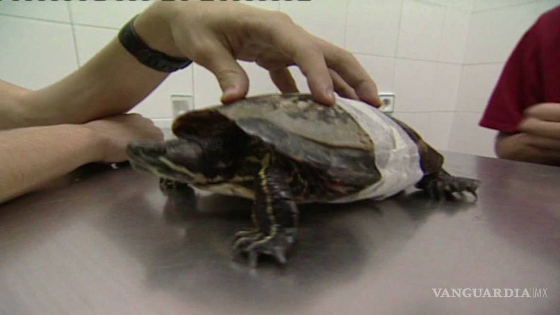 Operan a tortuga que se quebró el caparazón en California