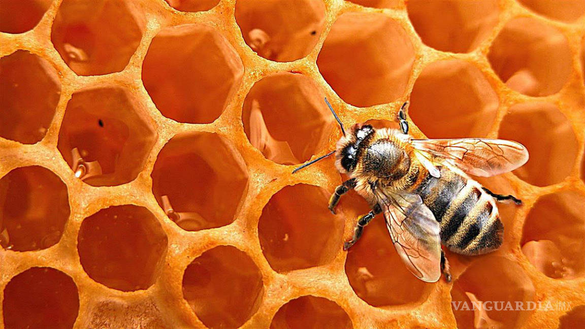 $!Nutrir abejas, plan para producir miel