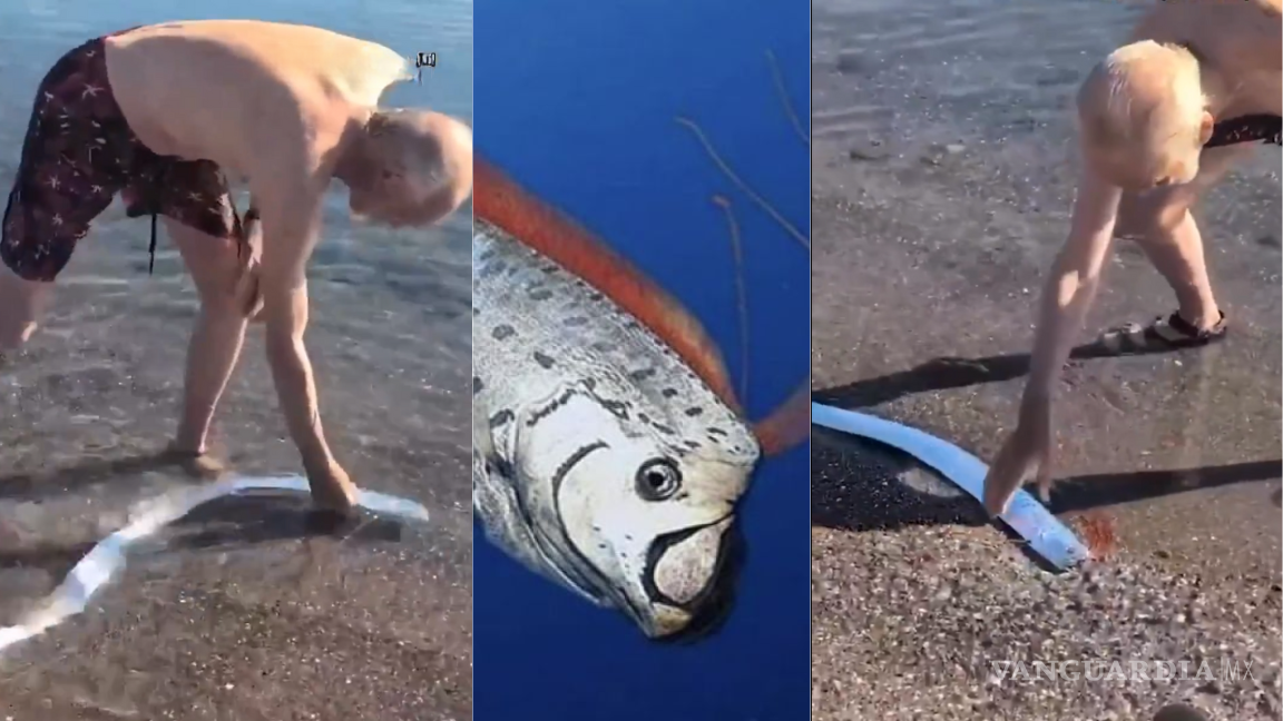 Avistan al ‘pez del fin del mundo’ en la costa de El Quemado, en Baja California Sur (VIDEO)