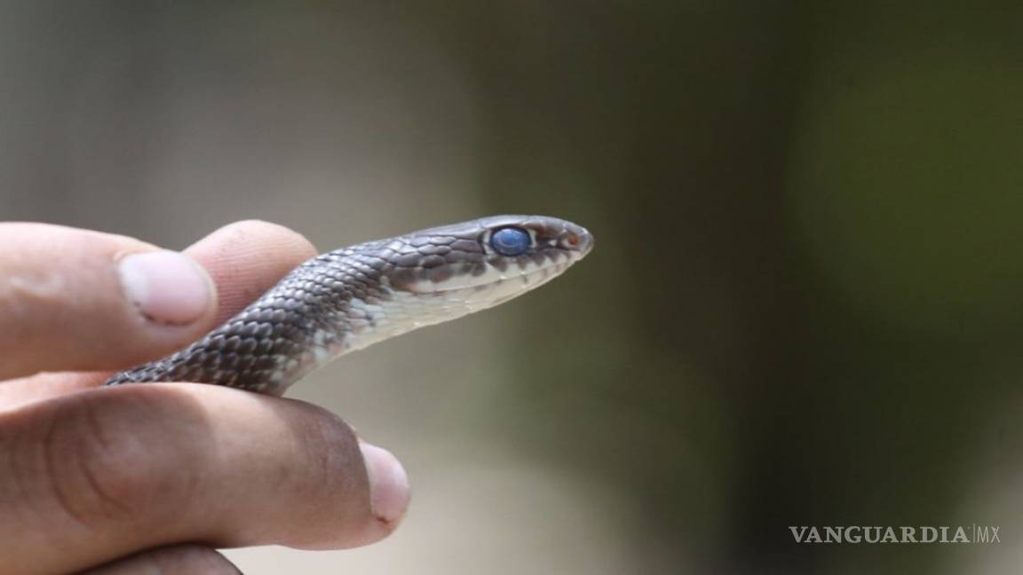 Al alza, las picaduras de bichos ponzoñosos en zonas urbanas y rurales