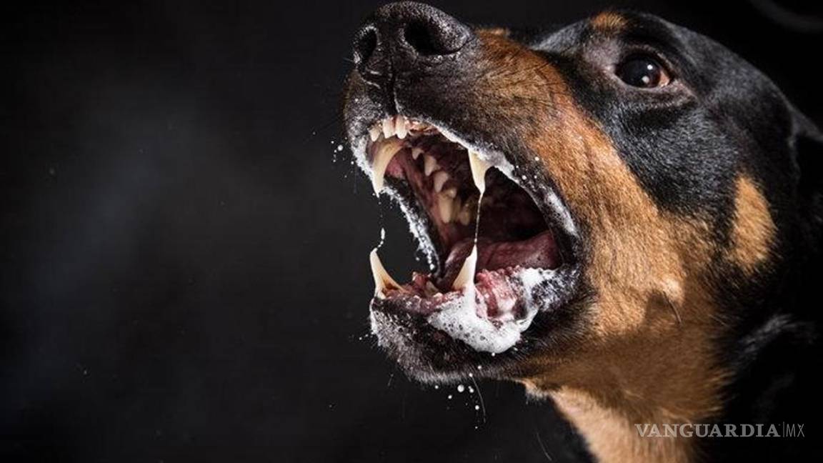 ¡No solo los perros contagian rabia!... estos son los animales que pueden portarla ¿existe un tratamiento contra este mal?