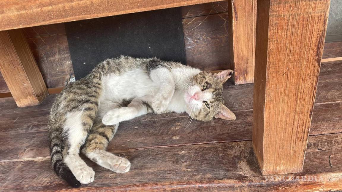 Saltillo se une para encontrar un hogar para ‘Grey’, un valiente gatito callejero