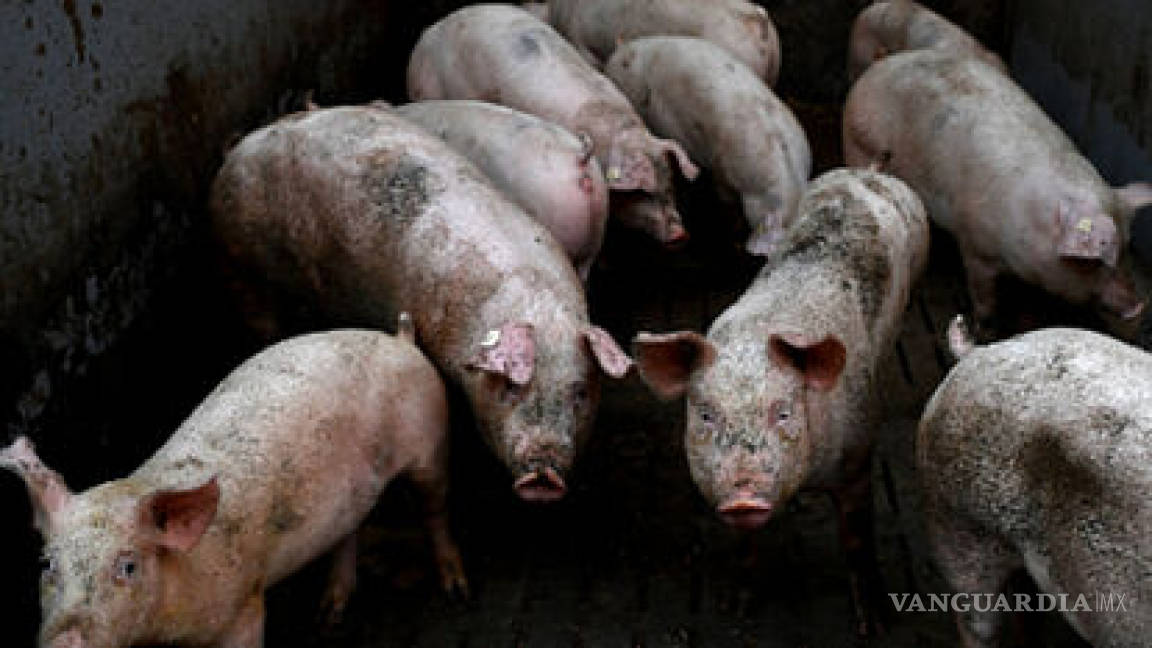 ¿Qué es la G4 EA H1N1?... la nueva gripe porcina con 'potencial pandémico' que fue descubierta en China