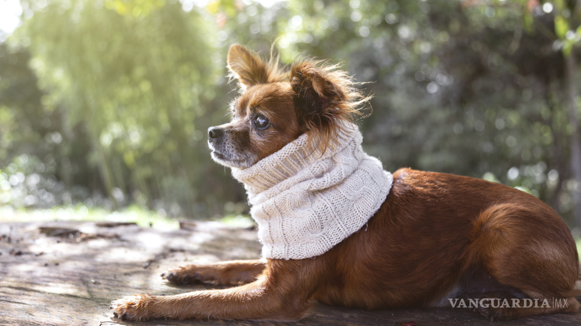 $!Un abrigo o suéter para perros es ideal para protegerlos del frío durante paseos o actividades al aire libre.