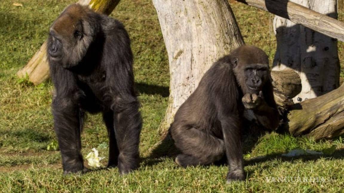 Gorilas dan positivo por COVID-19 en el zoológico de San Diego, infectados por humanos