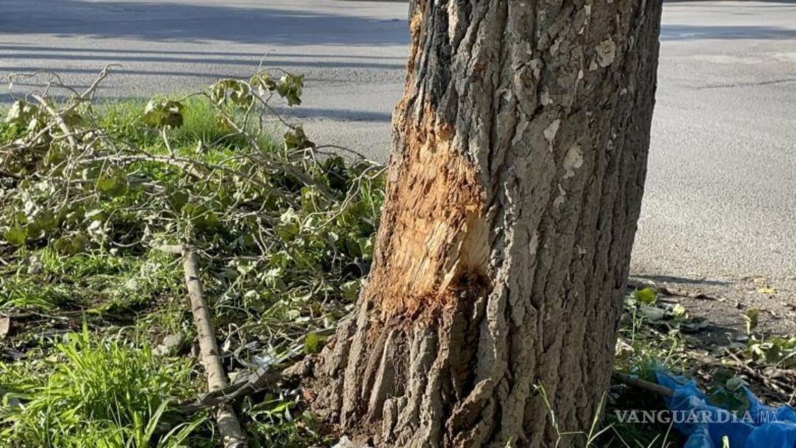 $!El árbol del camellón central presentó daños visibles tras el impacto del vehículo.