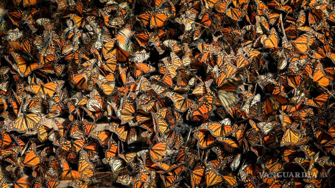 Celebrando la biodiversidad: Ya viene el Festival Paso de la Mariposa Monarca a Saltillo