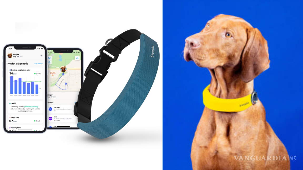 CES 2022: Presentan collar ‘smart’ para que los perros también pueden usar rastreadores fitness