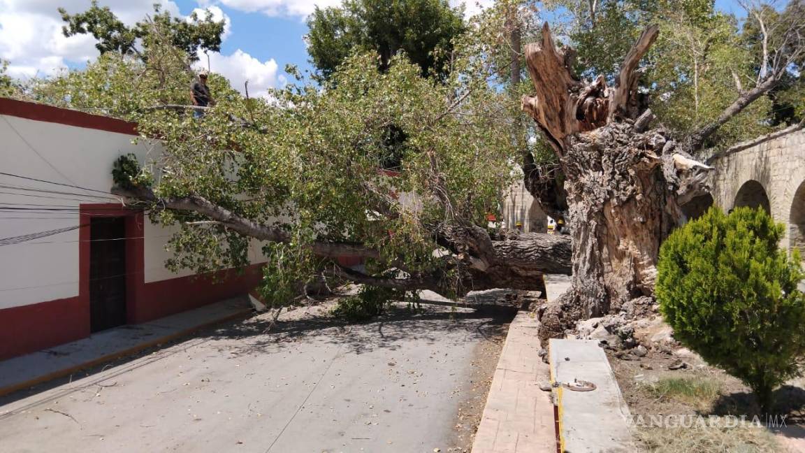 $!El pretil de una casa adyacente sufrió daños menores debido a la caída del álamo.