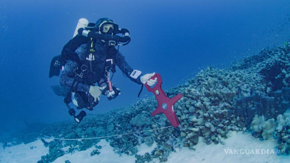 $!Fotografía cedida por National Geographic Pristine Seas de uno de sus buzos inspeccionando el coral más grande del mundo en las Islas Salomón.