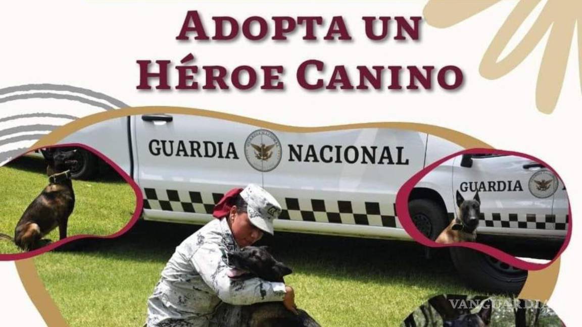 Coahuila: ¿Buscas a un compañero? Dale la oportunidad y adopta a un Héroe Canino