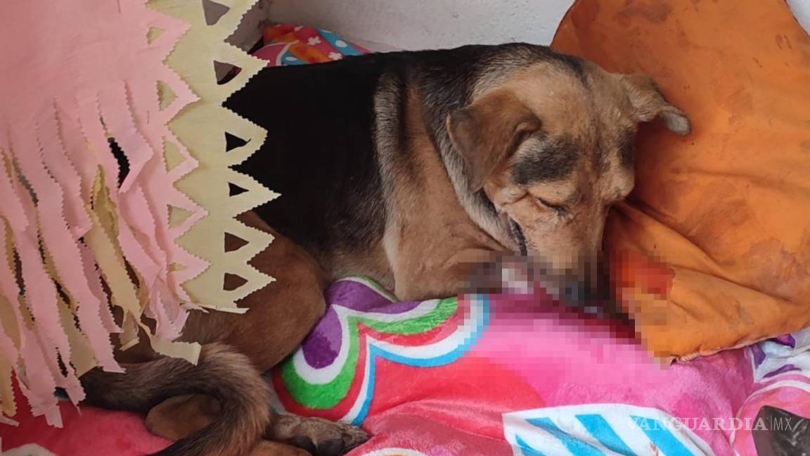La historia de Stich, el perrito que fue brutalmente golpeado por robarse un pan en Guerrero