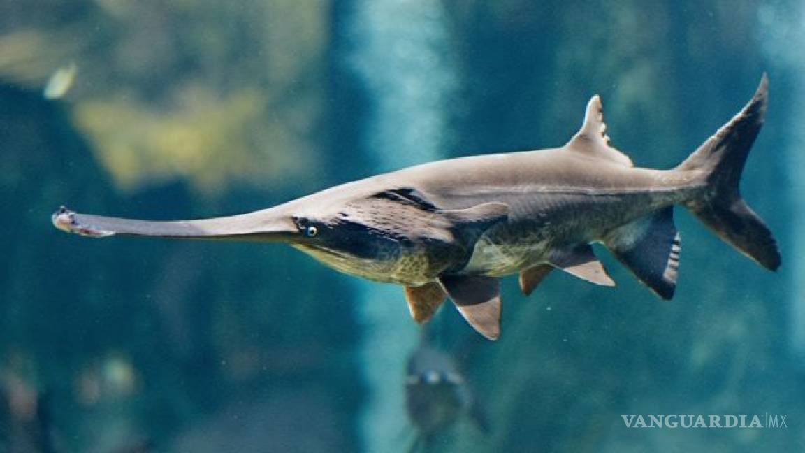 Declaran pez remo gigante chino del río Yangtse como el primer animal oficialmente extinto del 2020