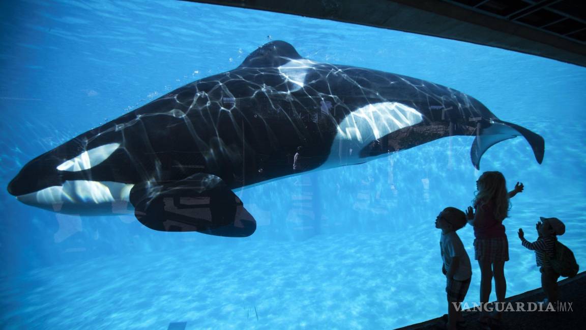 SeaWorld anuncia el final de la reproducción de orcas en cautividad