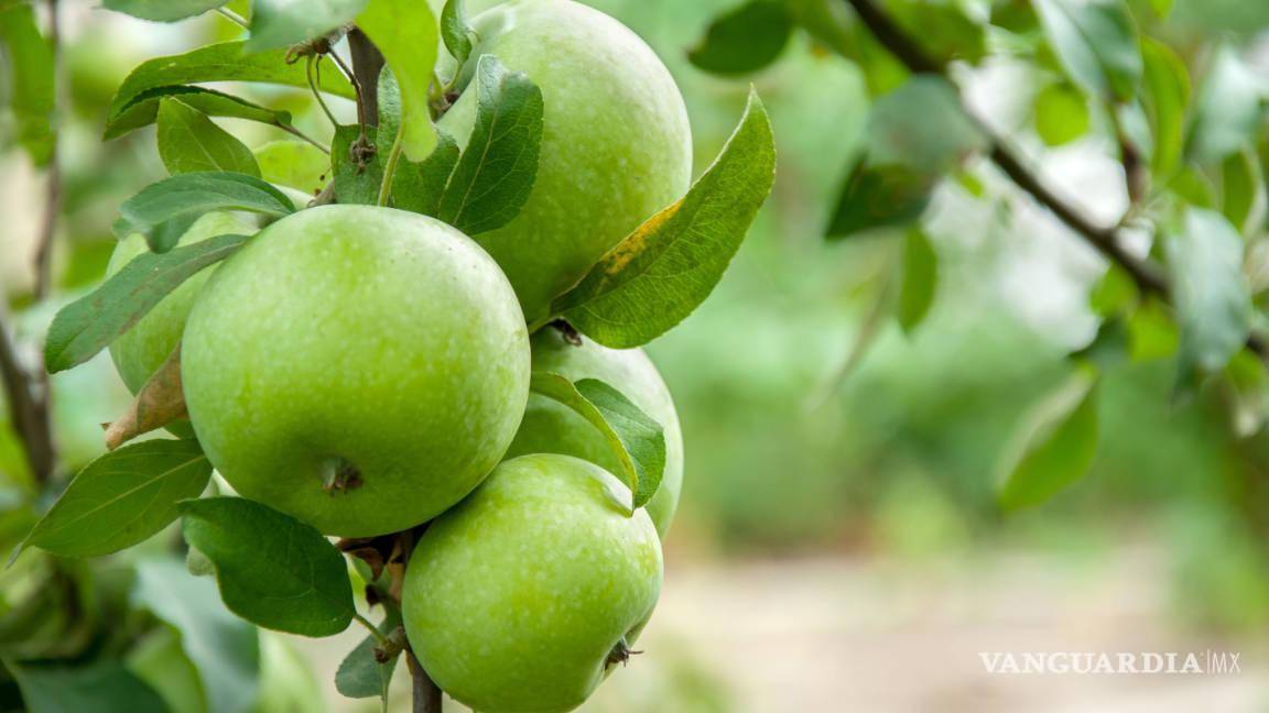 A pesar de la sequía y el mal clima, Arteaga se posiciona en segundo lugar como productor de manzana a nivel nacional