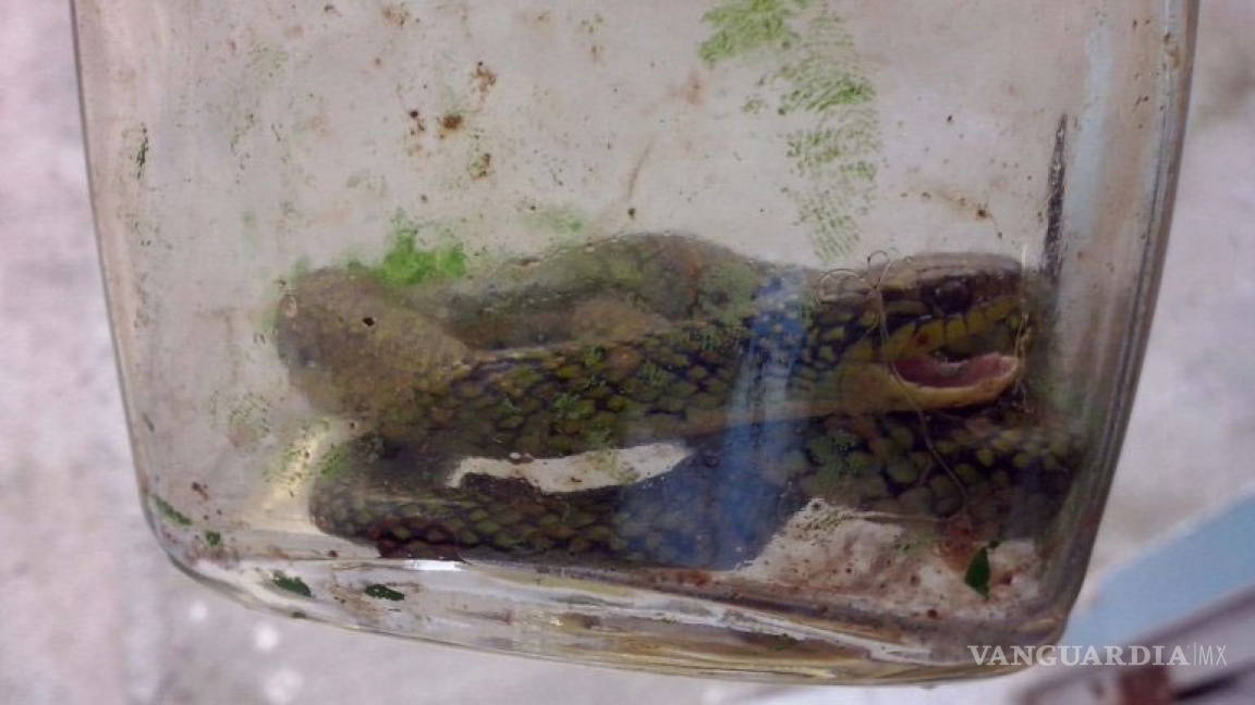 En Brasil un bebé mató a una serpiente venenosa a mordiscos