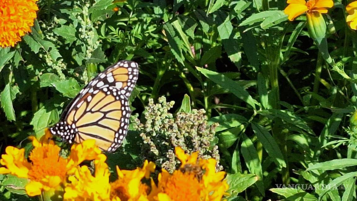 Saltillo celebra la llegada de Mariposas Monarca; más de 63 avistamientos en parques locales