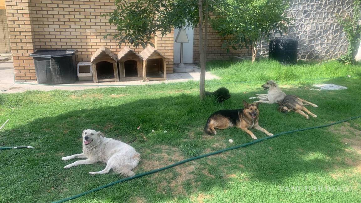 Buscan hogar temporal para perritos de la Narro en Saltillo