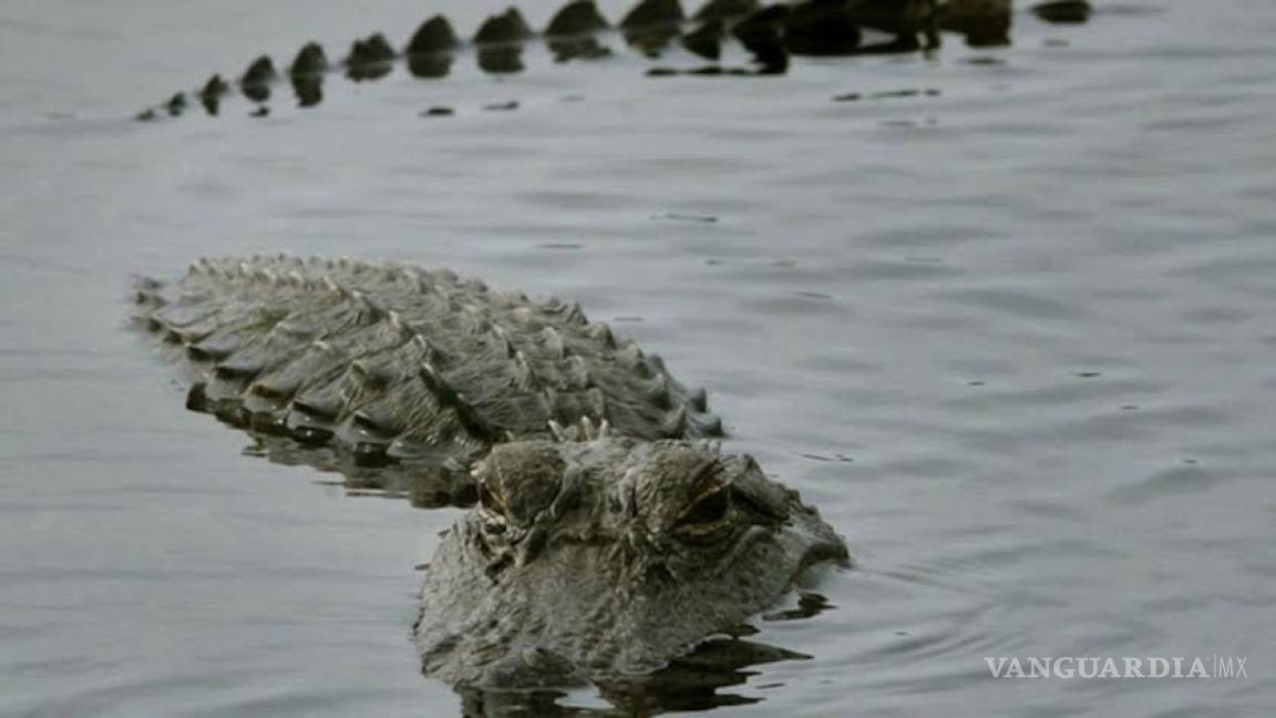 Avistamientos de cocodrilos en el río Bravo disminuye migración de menores