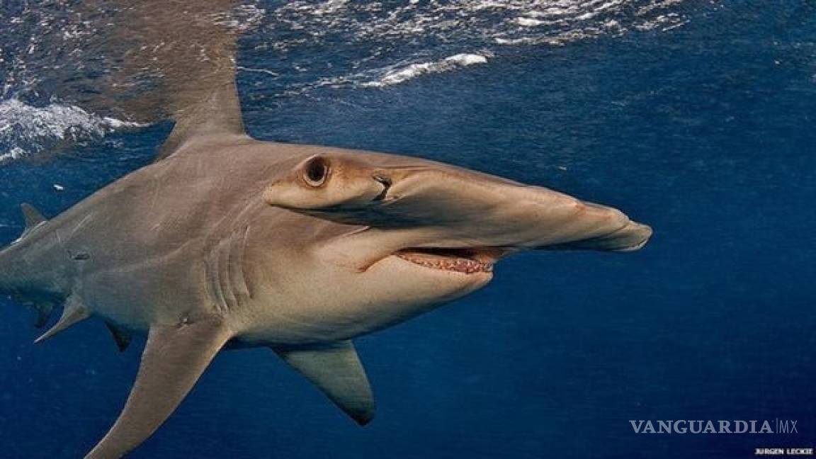 $!La extinción predomina en las especies de animales grandes y pequeñas