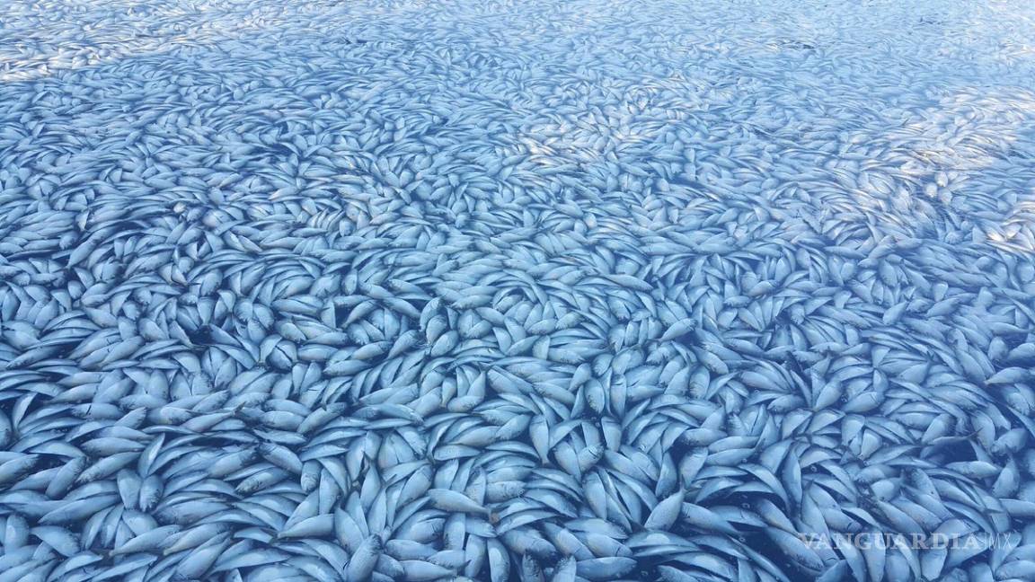 Aparecieron miles de peces muertos en canal de Nueva York
