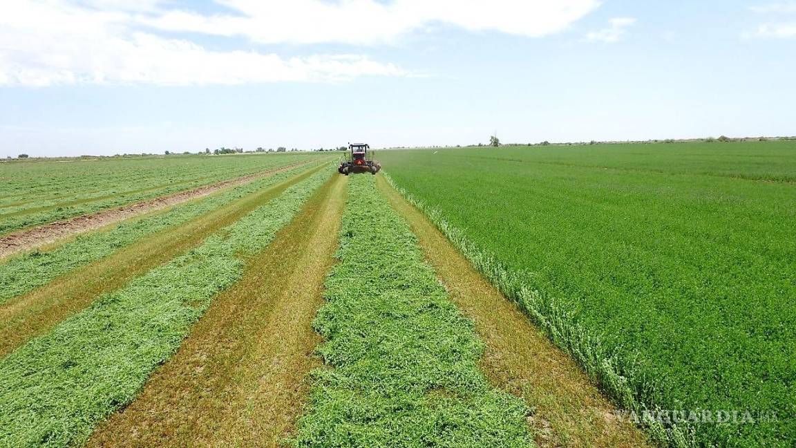 $!La alfalfa, base de la producción lechera de la Comarca Lagunera, amenaza con escasez.