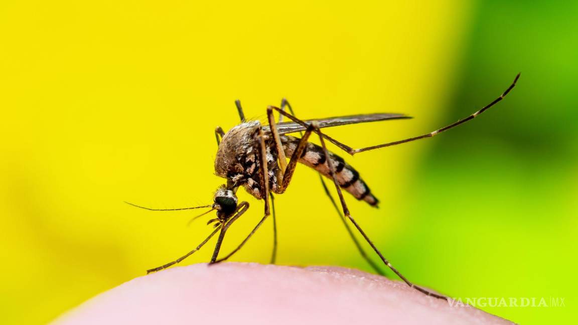 ¡Cuidado con los mosquitos! Registra Coahuila un caso de dengue