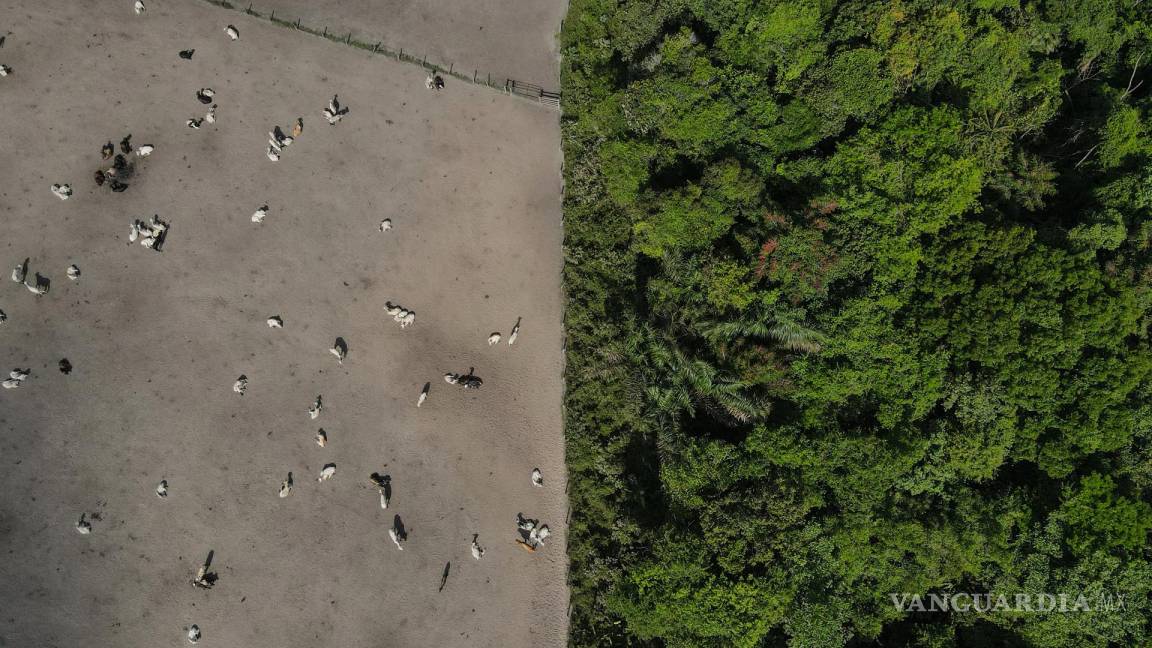 $!Foto tomada con un dron fechada el 08 de febrero de 2024 que muestra la selva amazónica dividida con una zona de cría de ganado.