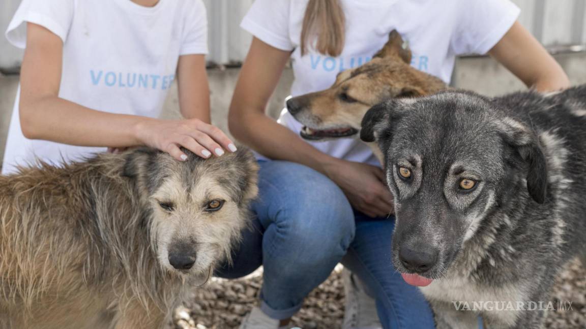 Acción y Rescate: La lucha que cambia vidas a los animales en abandono