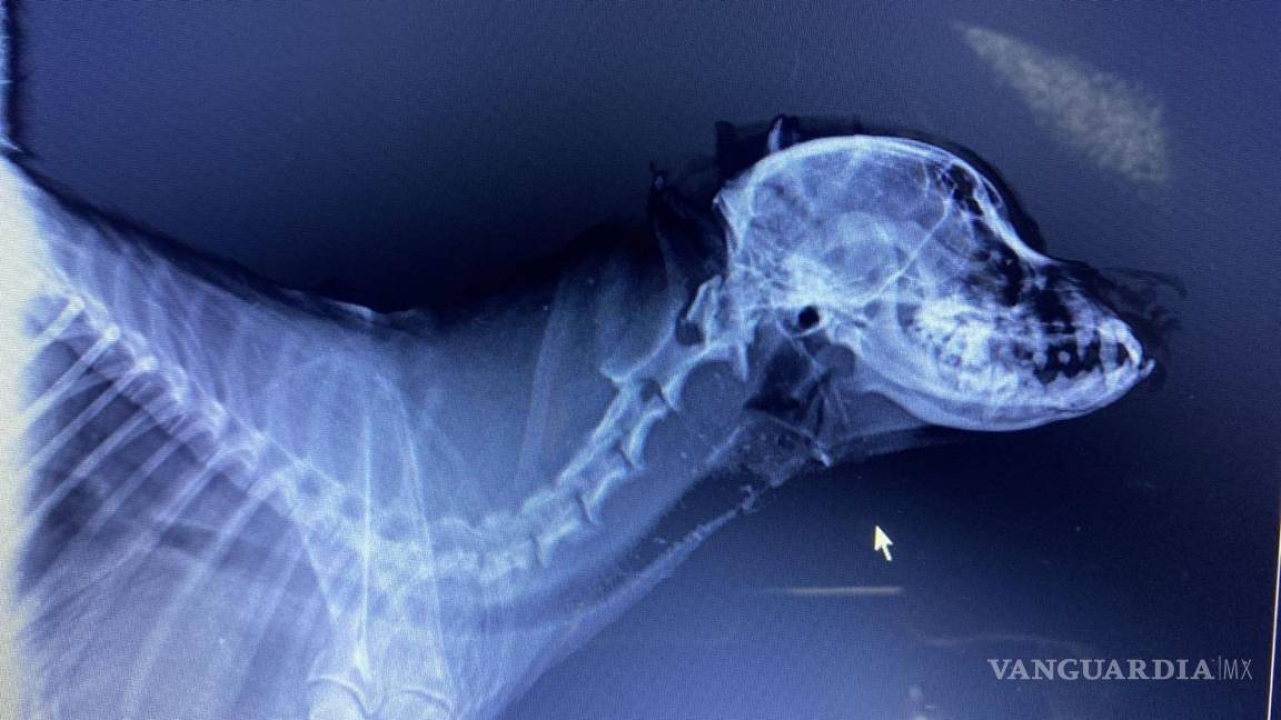 Investiga FGE caso de maltrato animal “Papucho”; perro que fue golpeado con un palo de golf