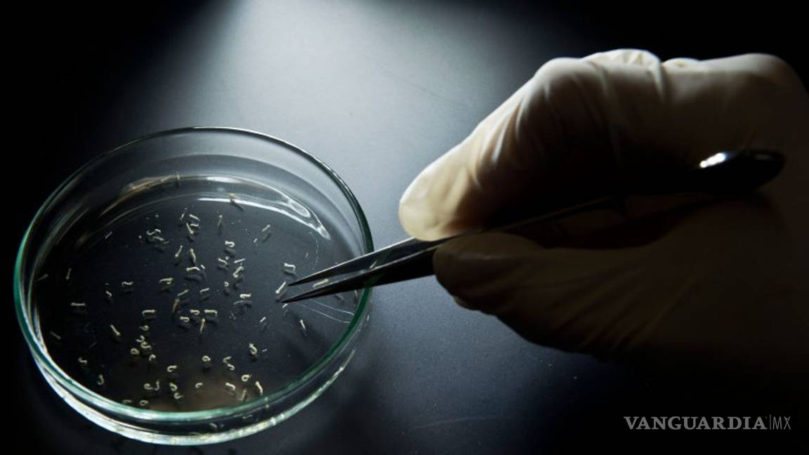 $!Microcefalia; Los casos sin documentar por zika