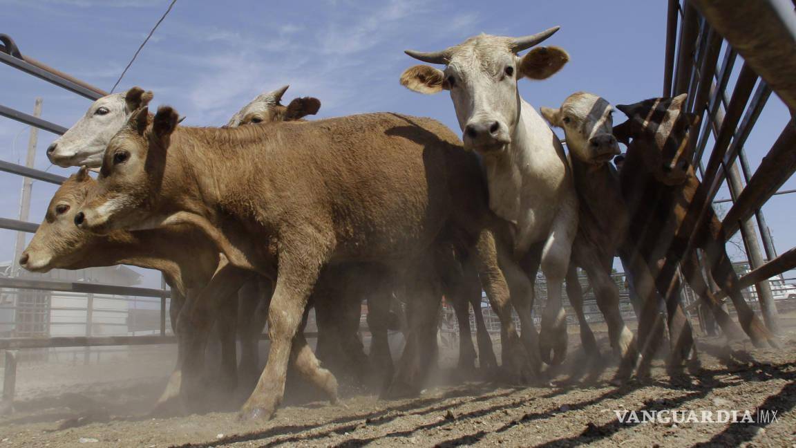 Coahuila exporta más de 351 mil cabezas de ganado a EU en 6 años