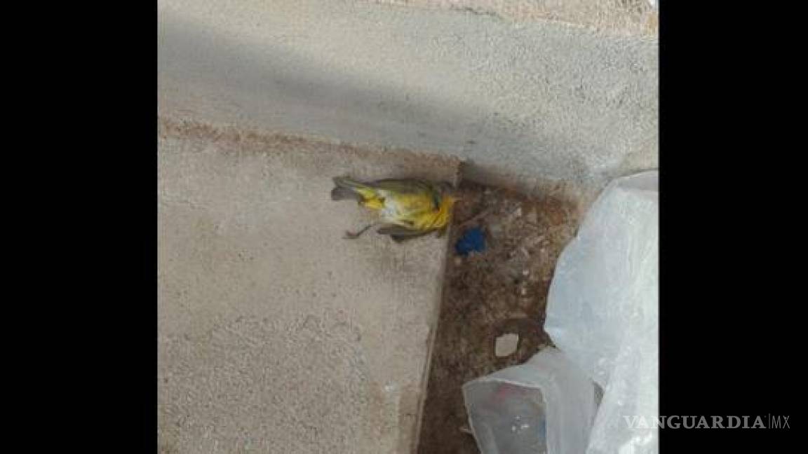 Saltillo: reportan misteriosa muerte de aves en Residencial Las Misiones