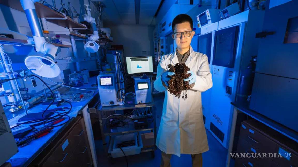 $!Yiming Xi, candidato a doctor en ingeniería química en la Facultad de Ingeniería, investiga los posibles usos del sargazo.