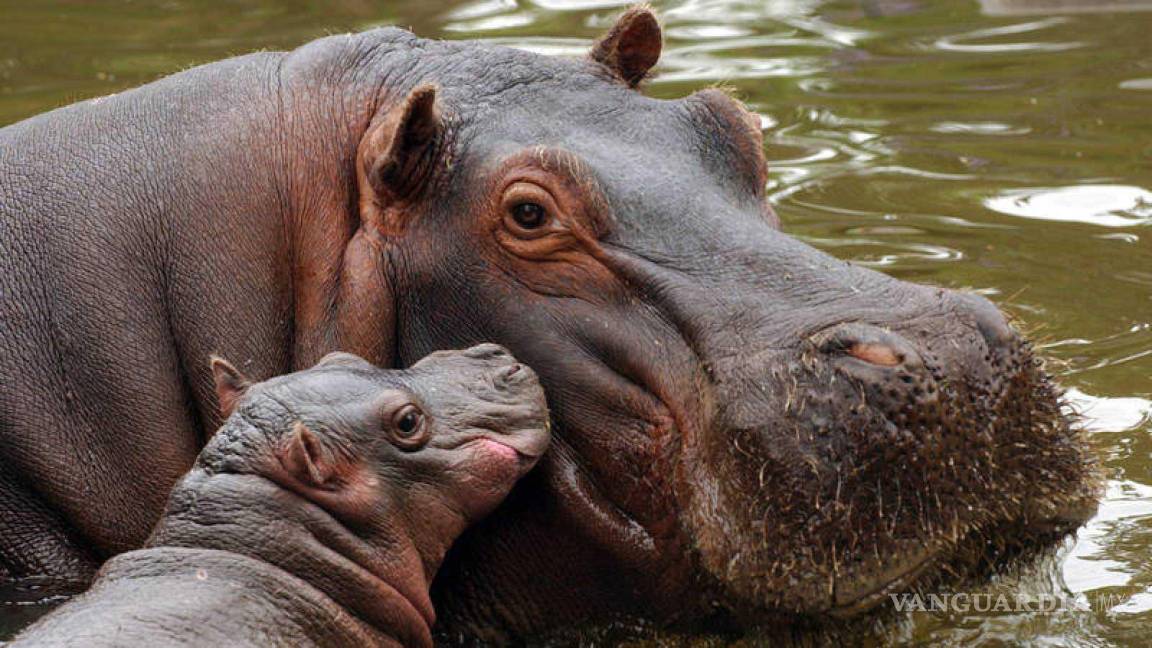 Descendientes de los Hipopótamos de Pablo Escobar tendrán nuevo hogar en el Santuario Ostok en Culiacán