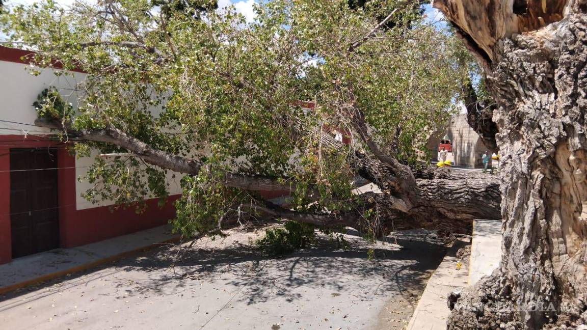 $!La zona afectada cerca de la acequia, que suele ser un lugar concurrido por turistas y residentes.