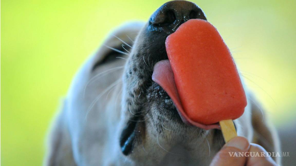 Saltillo: refresca a tu lomito con unas deliciosas paletas de hielo y evita los temibles golpes de calor