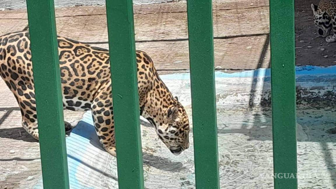 Suspenden en Nuevo León parque de especies exóticas