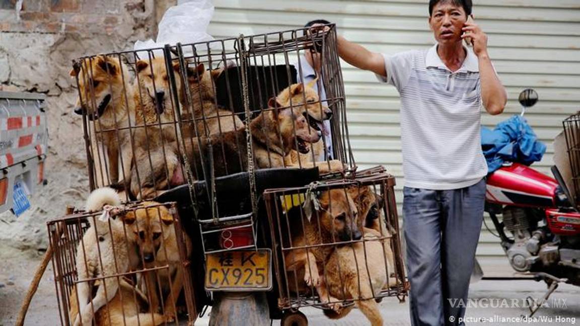$!China prohíbe criar perros en las granjas para su consumo humano por la pandemia del coronavirus