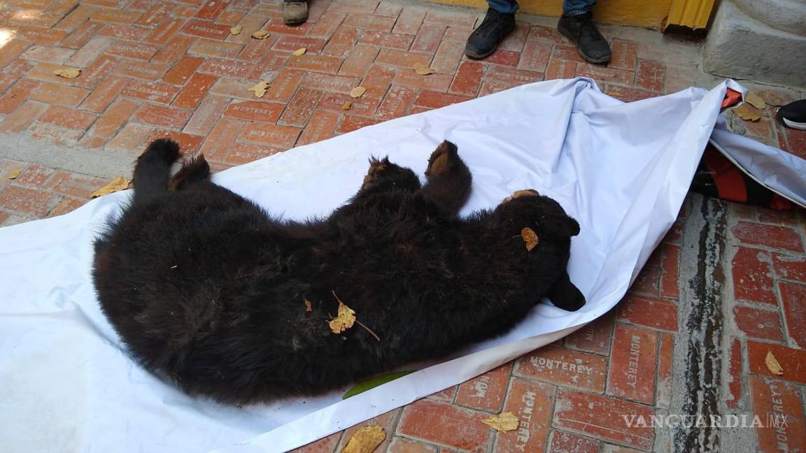 Capturan a oso que ingresó a la Presidencia de Villaldama, Nuevo León