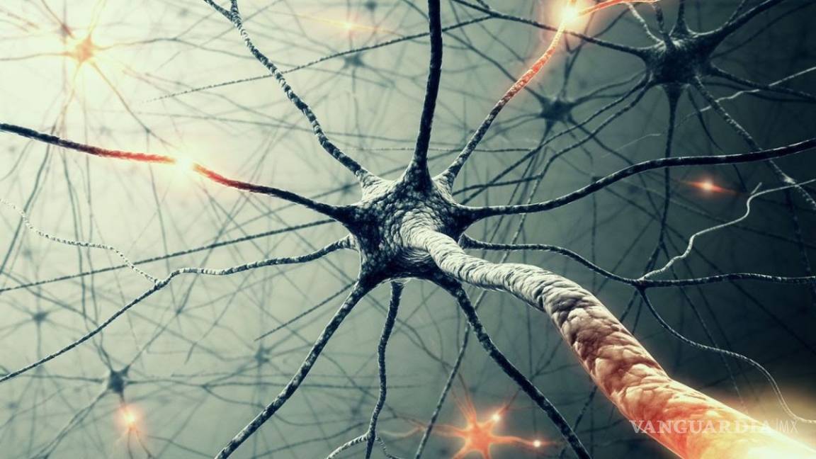 Avanzan en el estudio de redes de conectividad funcional cerebral
