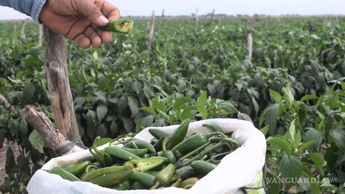 En Chihuahua los productores de chiles explotan a 25 mil jornaleros agrícolas