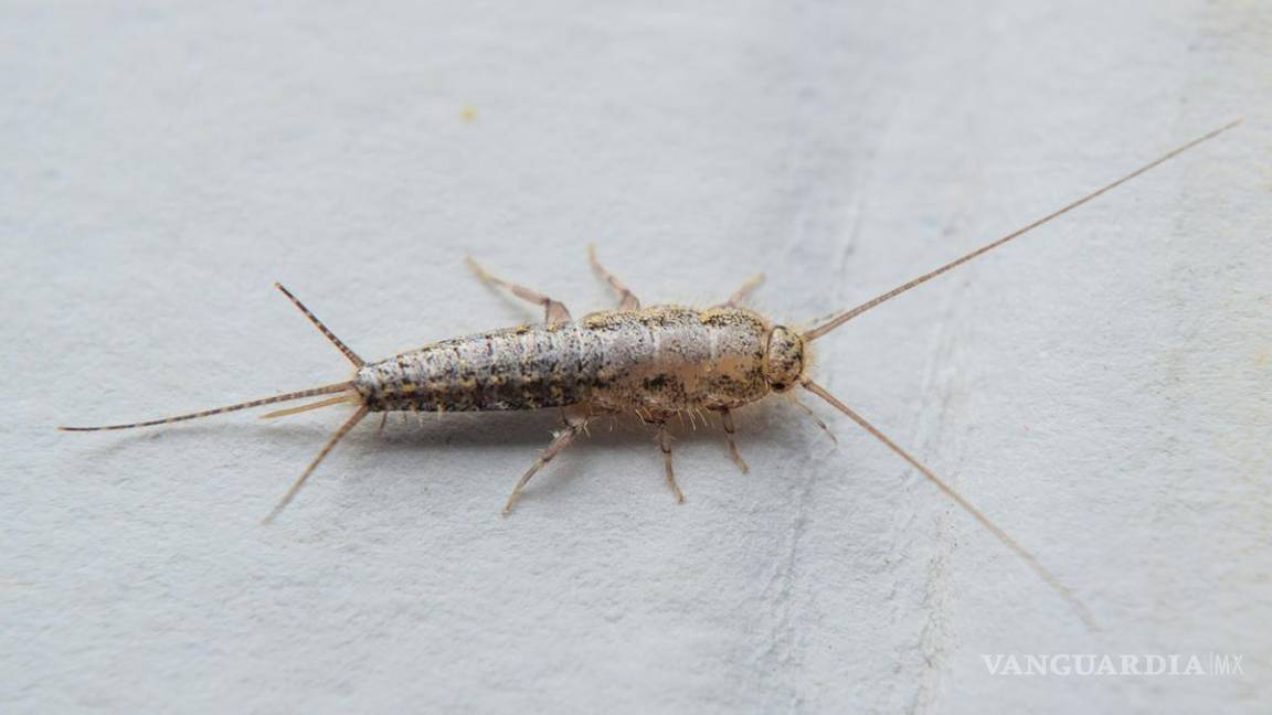 ¿Has visto a este insecto en tu casa? ¡Cuidado!... te contamos por qué es tan peligroso el pececillo de plata