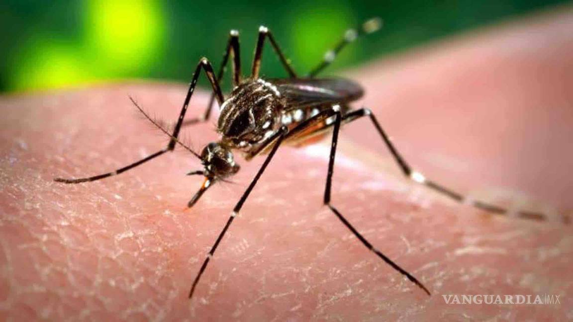 Acuña en alerta por temporada alta para Dengue, Zika y Chikungunya