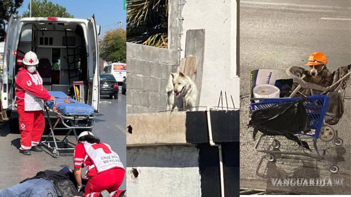Semana perruna en Saltillo: mientras a uno lo vuelven viral, rescatan a dos canes por maltrato